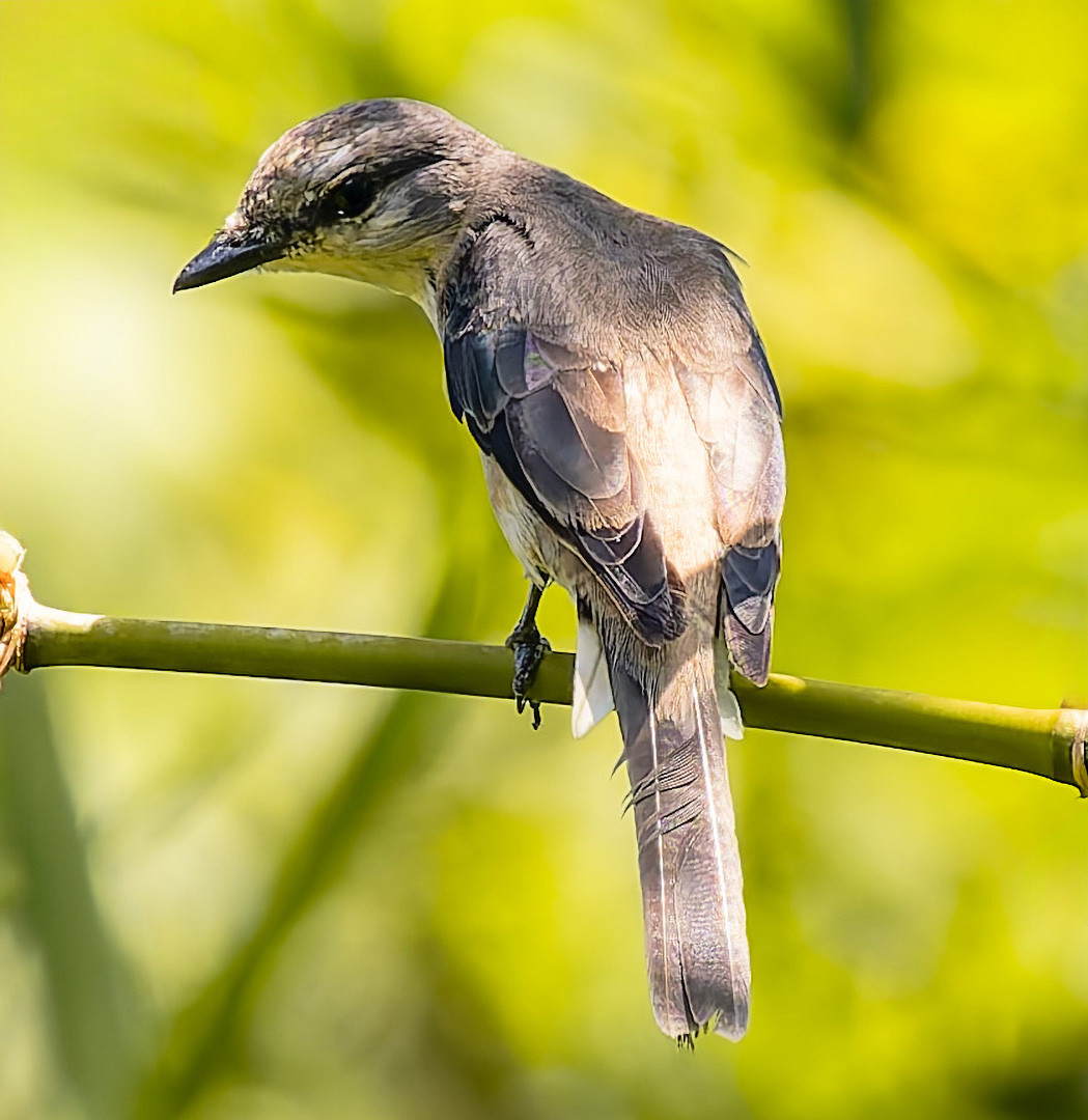 image Indian Cuckooshrike